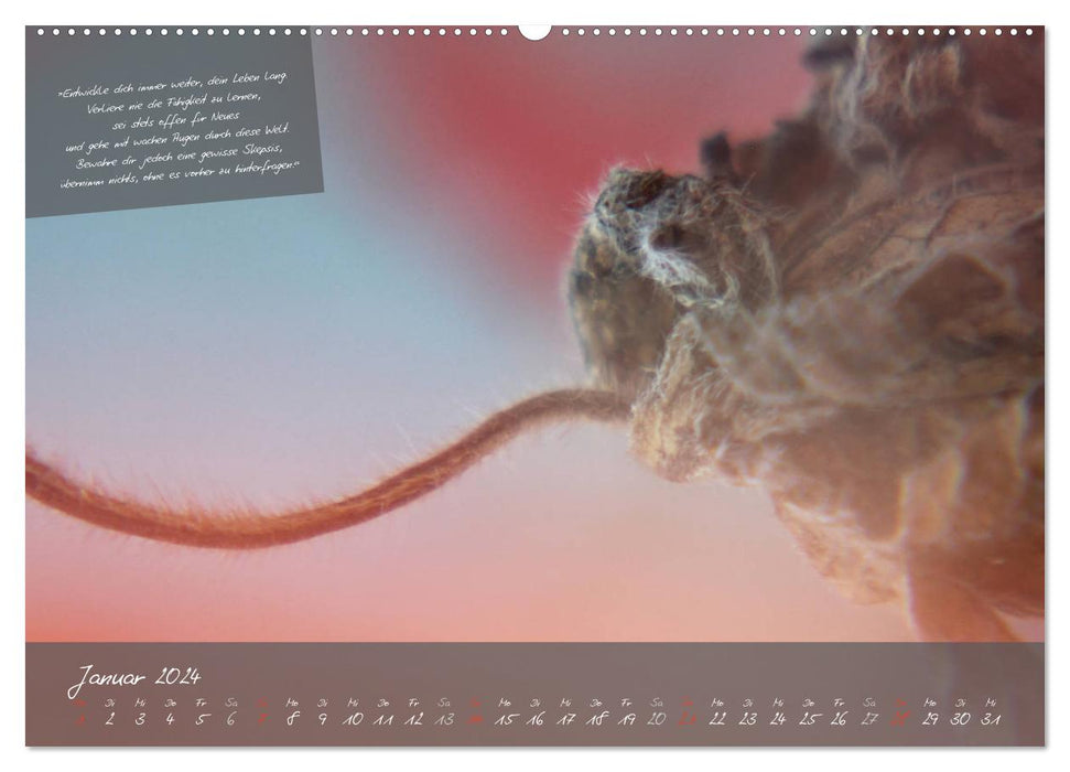 Ein weiser Freund - Kalender (CALVENDO Premium Wandkalender 2024)