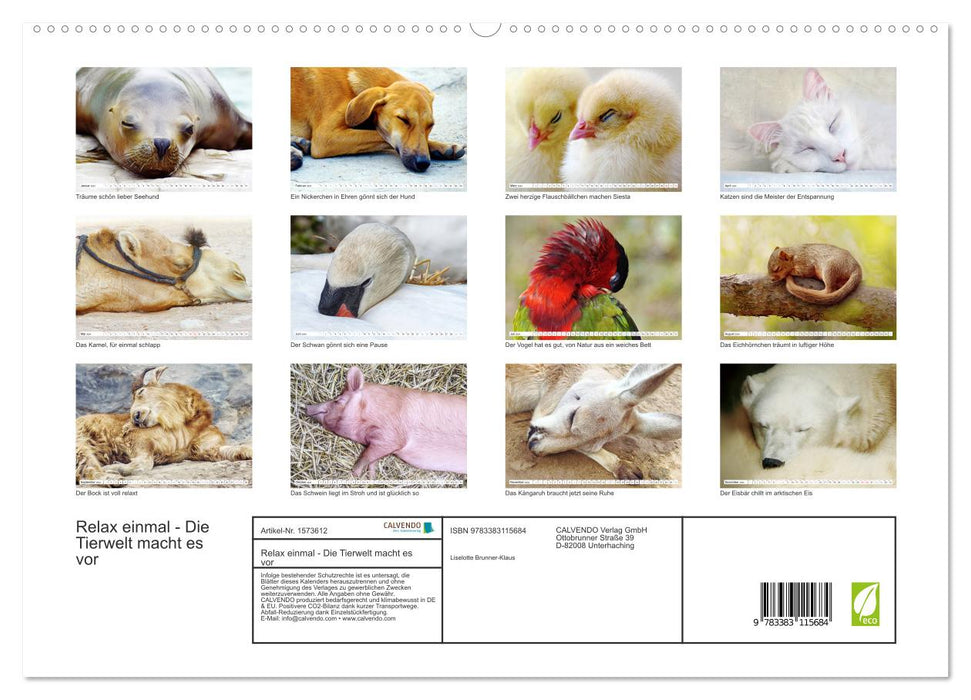 Détendez-vous une fois - le monde animal vous montre comment le faire (Calendrier mural CALVENDO Premium 2024) 