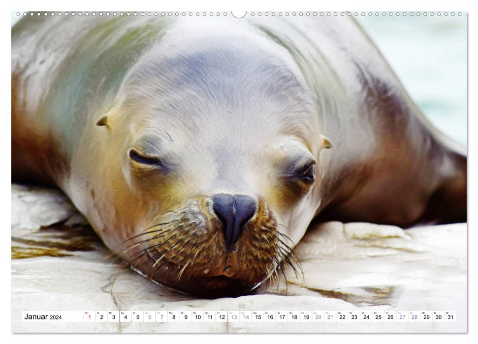 Relax einmal - Die Tierwelt macht es vor (CALVENDO Premium Wandkalender 2024)