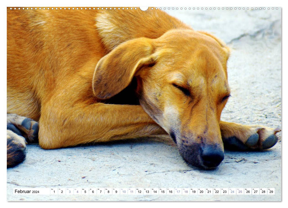 Relax einmal - Die Tierwelt macht es vor (CALVENDO Premium Wandkalender 2024)