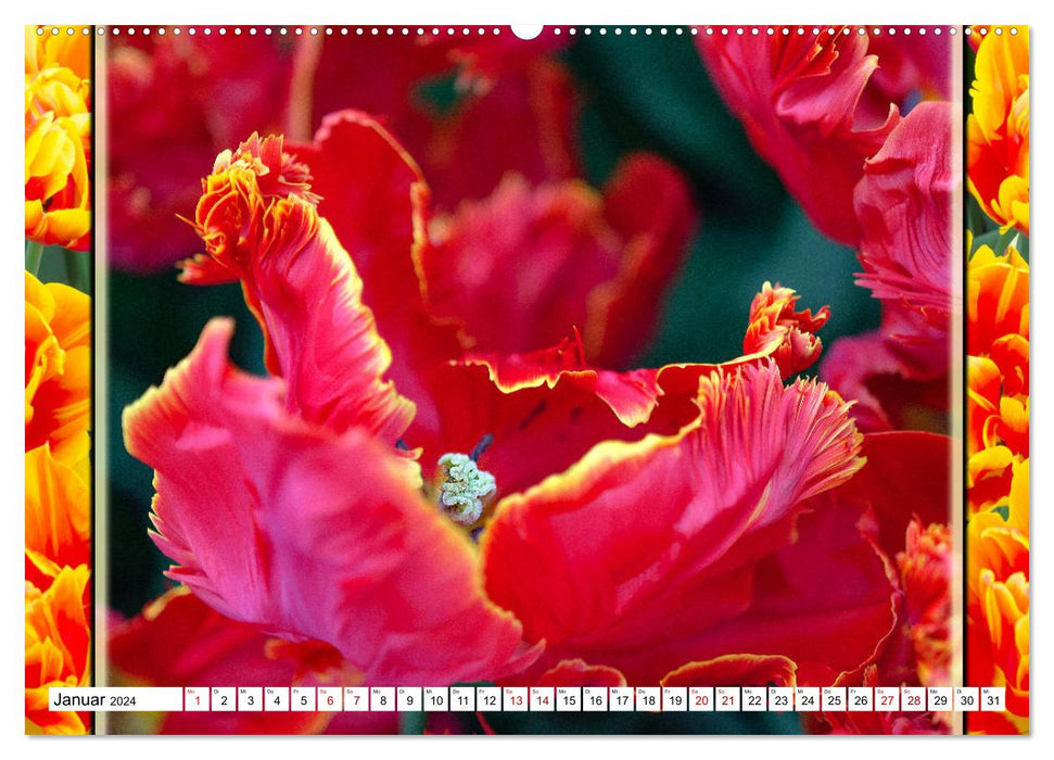 Tulpen - kunterbunte Collagen (CALVENDO Premium Wandkalender 2024)