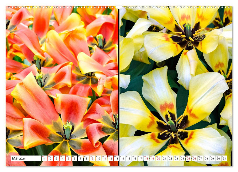 Tulipes - collages colorés (Calendrier mural CALVENDO Premium 2024) 