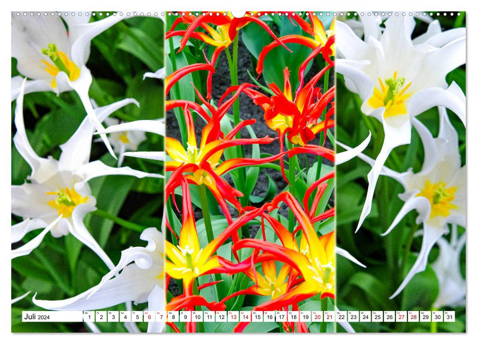 Tulipes - collages colorés (Calendrier mural CALVENDO Premium 2024) 