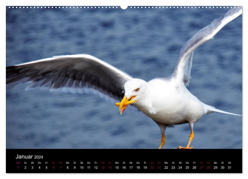 Voile d'été - Mers du Sud danoises (calendrier mural CALVENDO 2024) 