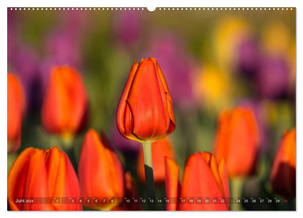Tulpen - Feuerwerk der Farben (CALVENDO Premium Wandkalender 2024)