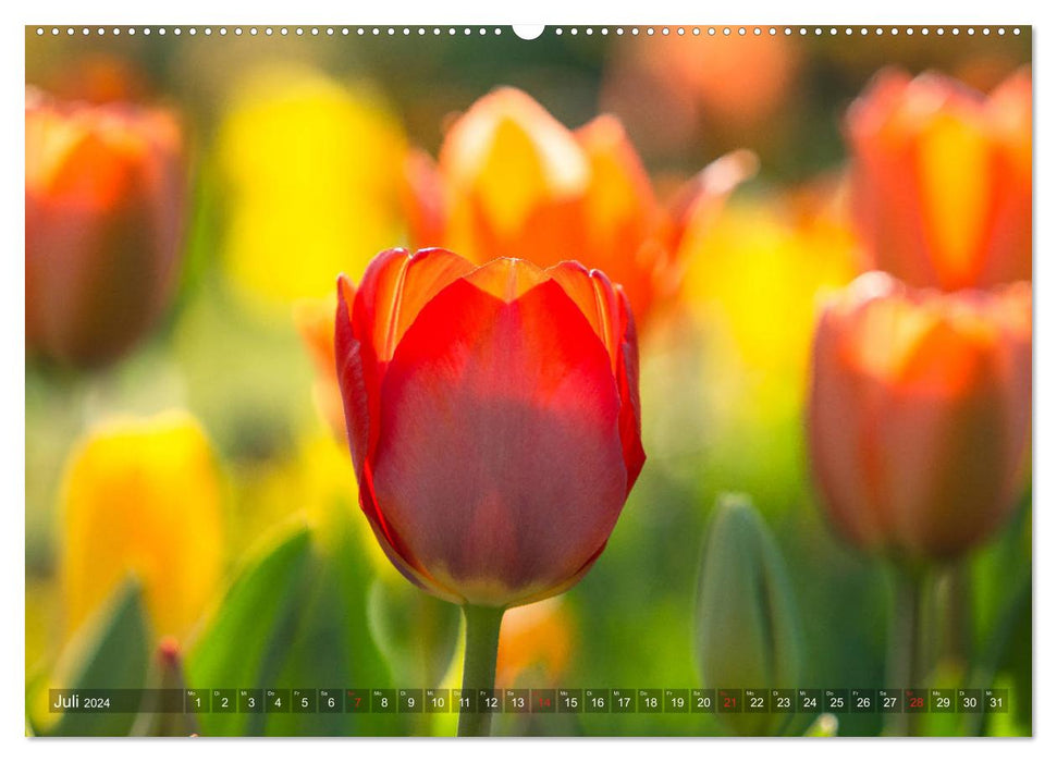 Tulpen - Feuerwerk der Farben (CALVENDO Premium Wandkalender 2024)