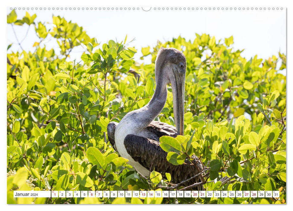 Galapagos-Inseln - Ein Paradies für Tiere (CALVENDO Premium Wandkalender 2024)
