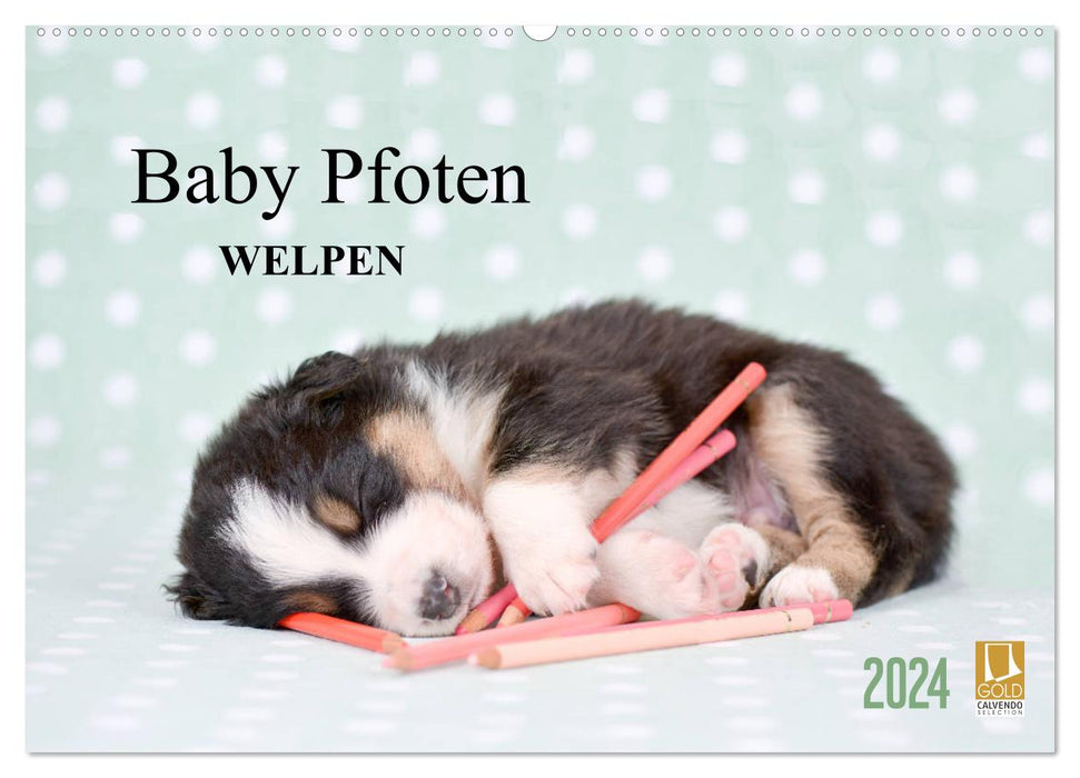 Baby Pfoten (CALVENDO Wandkalender 2024)