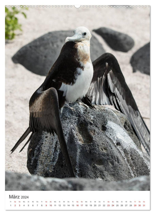 Galapagos – Faune à couper le souffle (Calendrier mural CALVENDO 2024) 