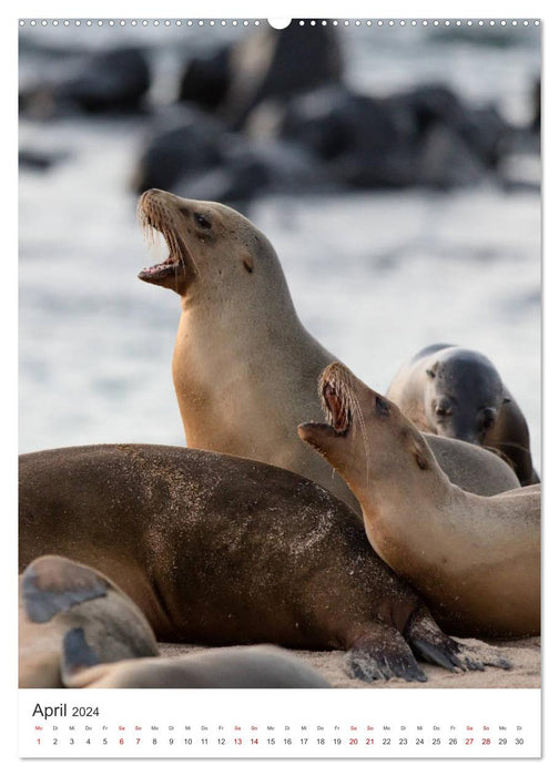 Galapagos – Faune à couper le souffle (Calendrier mural CALVENDO 2024) 