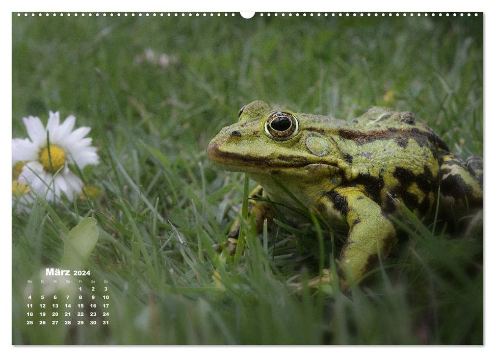 Glückliche Frösche (CALVENDO Premium Wandkalender 2024)