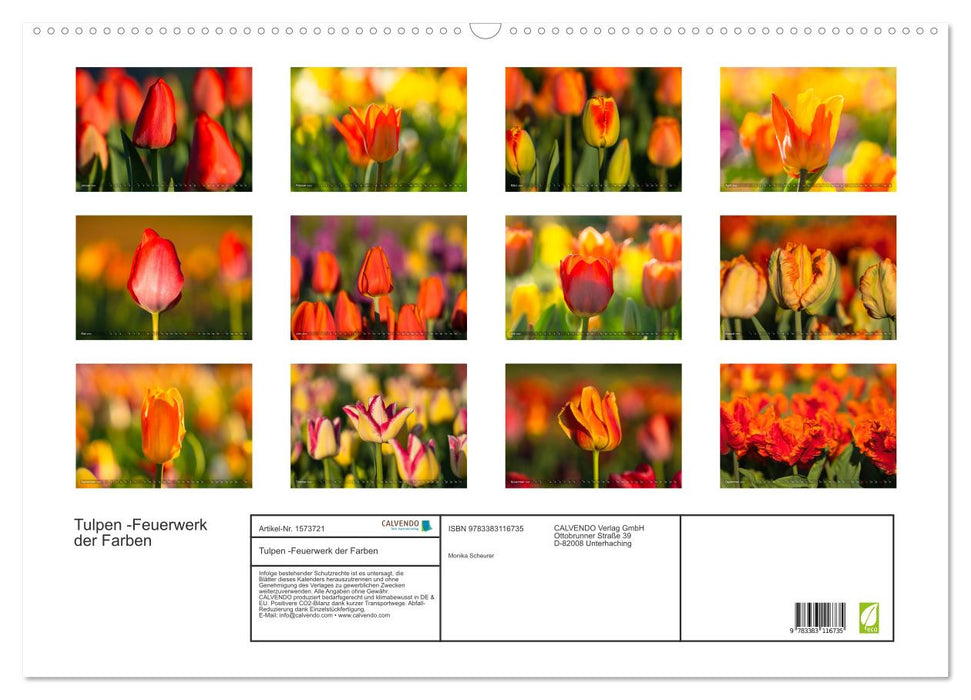 Tulpen - Feuerwerk der Farben (CALVENDO Wandkalender 2024)