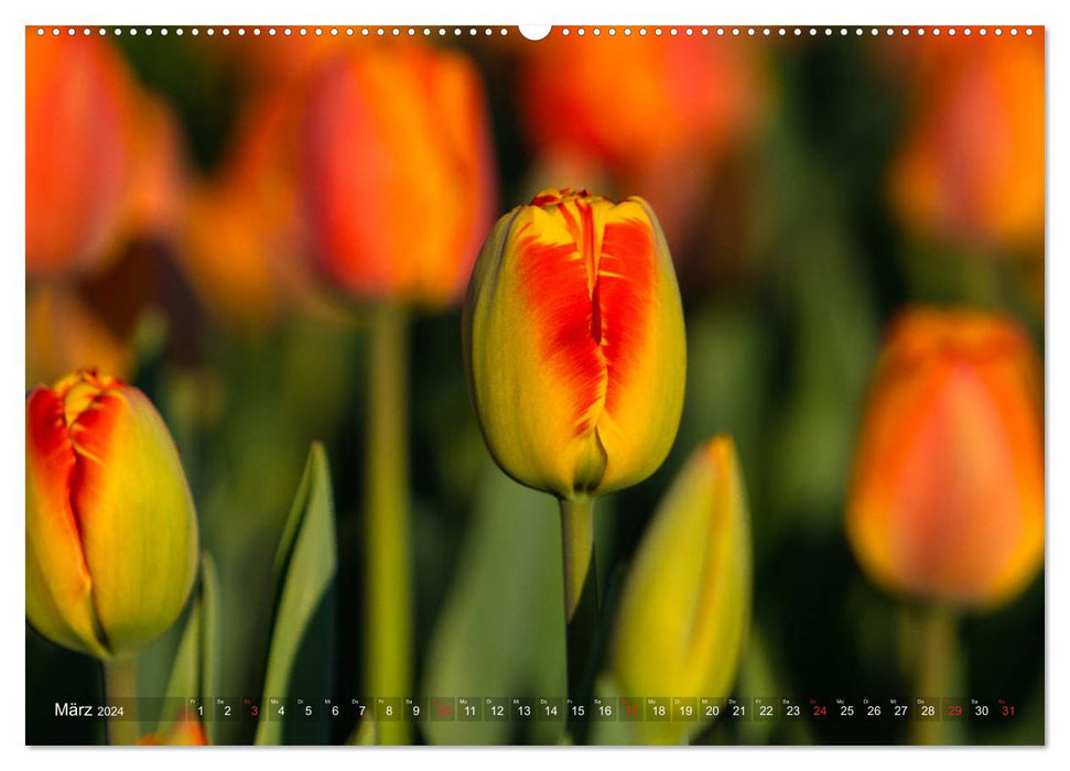Tulpen - Feuerwerk der Farben (CALVENDO Wandkalender 2024)