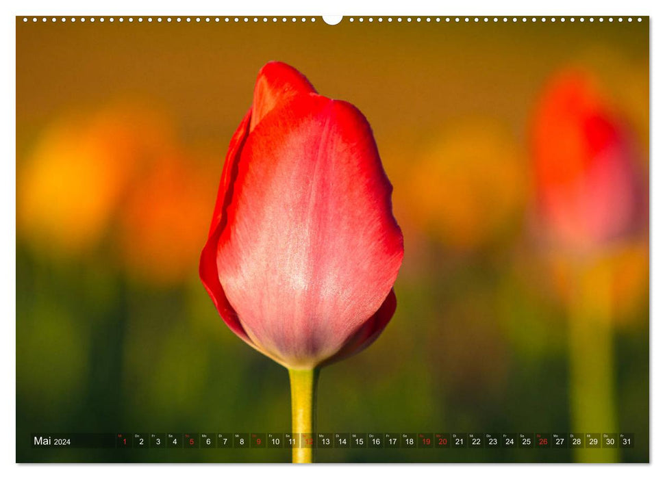 Tulipes - feux d'artifice de couleurs (calendrier mural CALVENDO 2024) 