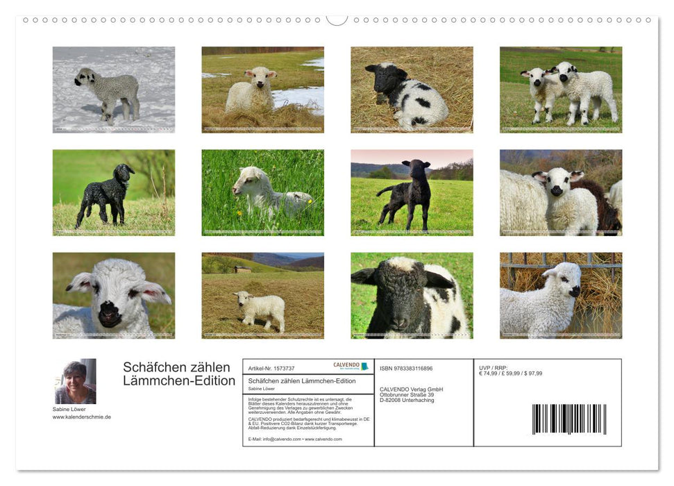 Schäfchen zählen - Lämmchen-Edition (CALVENDO Premium Wandkalender 2024)