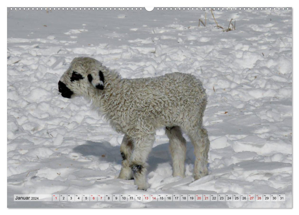 Schäfchen zählen - Lämmchen-Edition (CALVENDO Premium Wandkalender 2024)