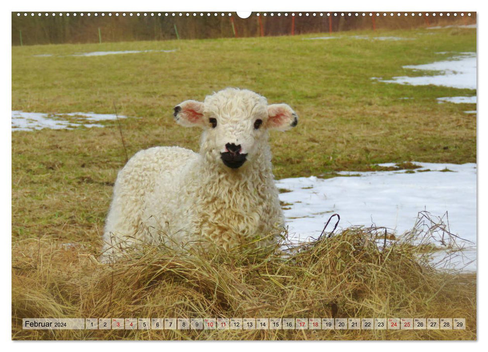 Schäfchen zählen - Lämmchen-Edition (CALVENDO Premium Wandkalender 2024)