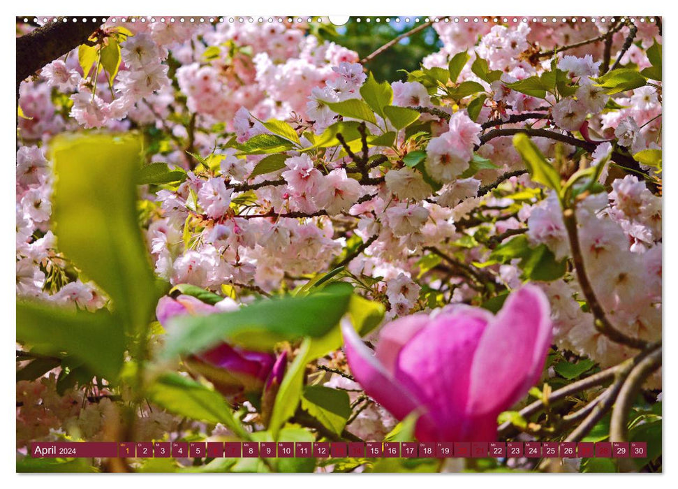 Jardin japonais Leverkusen (Calendrier mural CALVENDO 2024) 