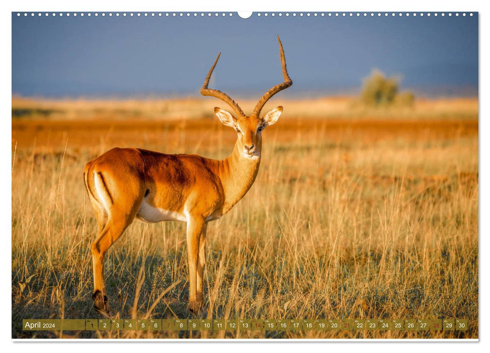 Wildes Kenia (CALVENDO Premium Wandkalender 2024)