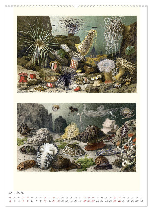Formenspiele der Evolution. Chromolithographien des 19. Jahrhunderts (CALVENDO Wandkalender 2024)