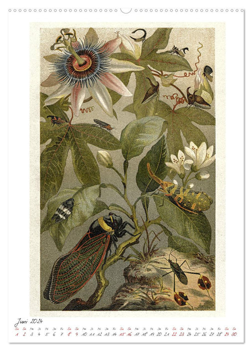 Formal games of evolution. Chromolithographs from the 19th century (CALVENDO wall calendar 2024) 