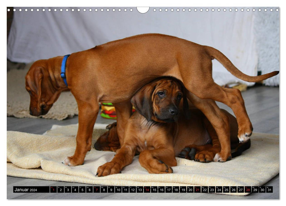 Rhodesian Ridgeback - Schnappschüsse - (CALVENDO Wandkalender 2024)