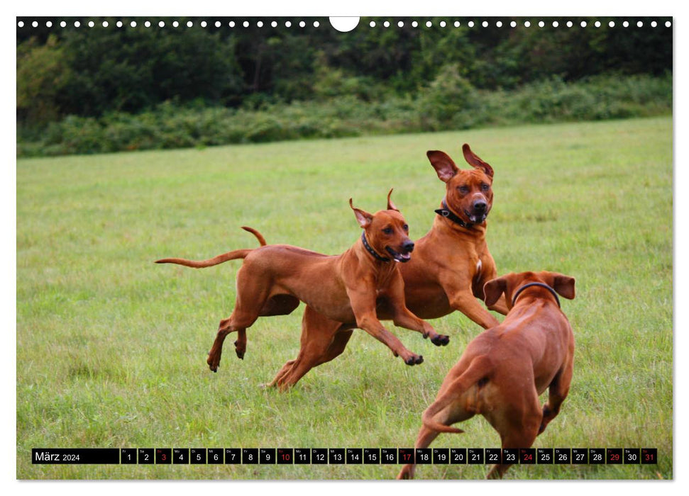 Rhodesian Ridgeback - Schnappschüsse - (CALVENDO Wandkalender 2024)