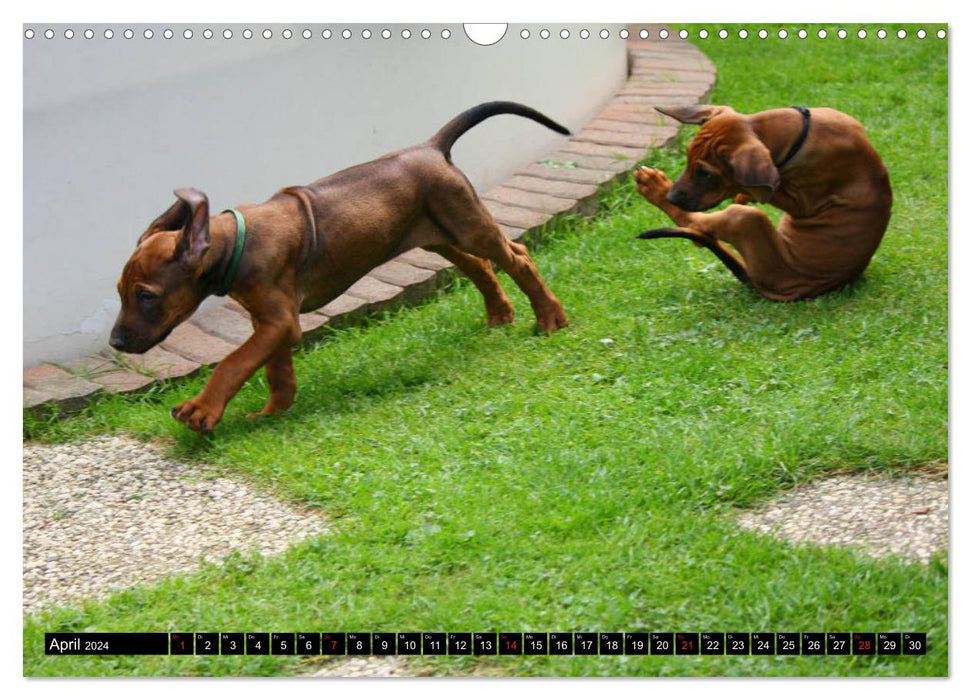 Rhodesian Ridgeback - Schnappschüsse - (CALVENDO Wandkalender 2024)