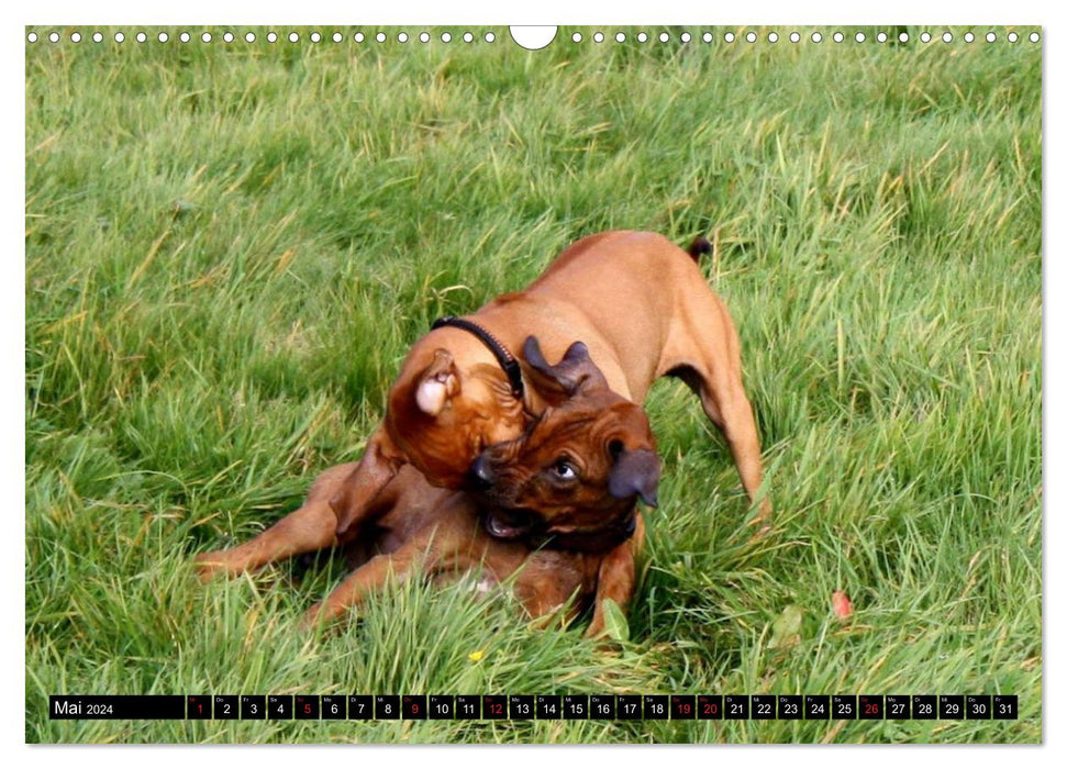 Rhodesian Ridgeback - Schnappschüsse - (CALVENDO Wandkalender 2024)