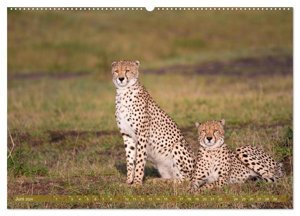 Wild Kenya (CALVENDO wall calendar 2024) 