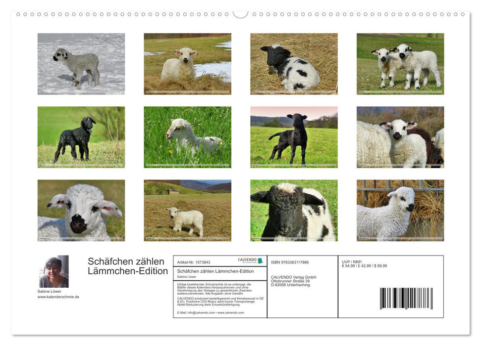 Counting Sheep - Lamb Edition (CALVENDO Wall Calendar 2024) 