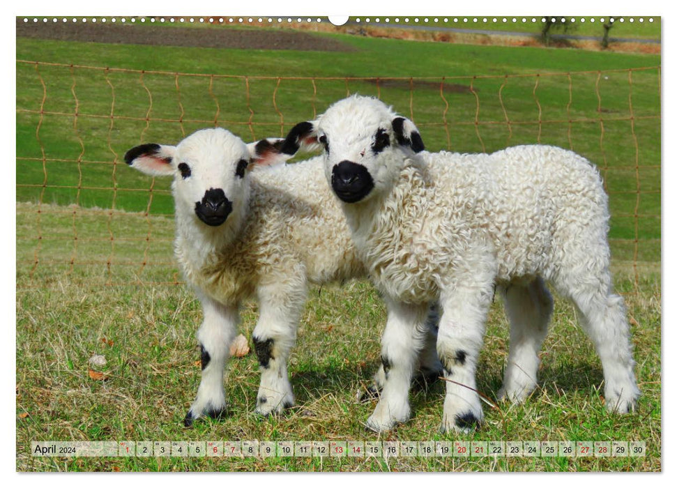 Counting Sheep - Lamb Edition (CALVENDO Wall Calendar 2024) 