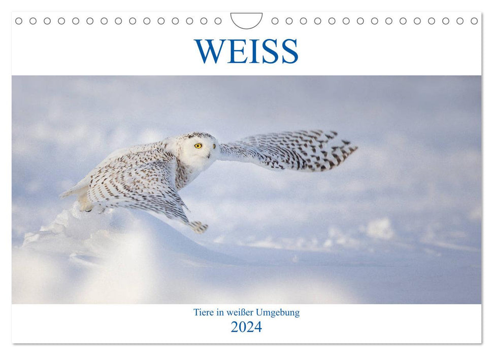 WEISS (CALVENDO Wandkalender 2024)