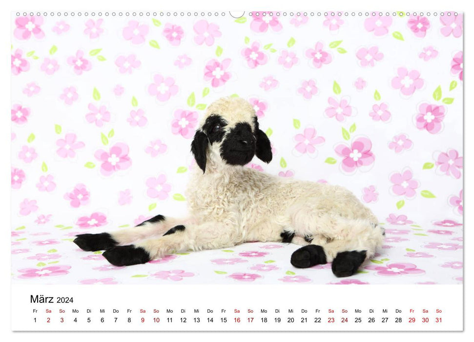 Walliser Schwarznasenschaf Valais Blacknose Sheep (CALVENDO Premium Wandkalender 2024)