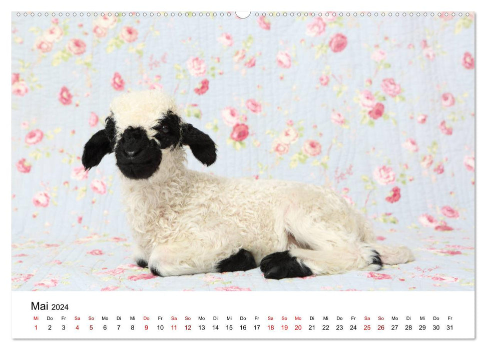 Walliser Schwarznasenschaf Valais Blacknose Sheep (CALVENDO Premium Wandkalender 2024)