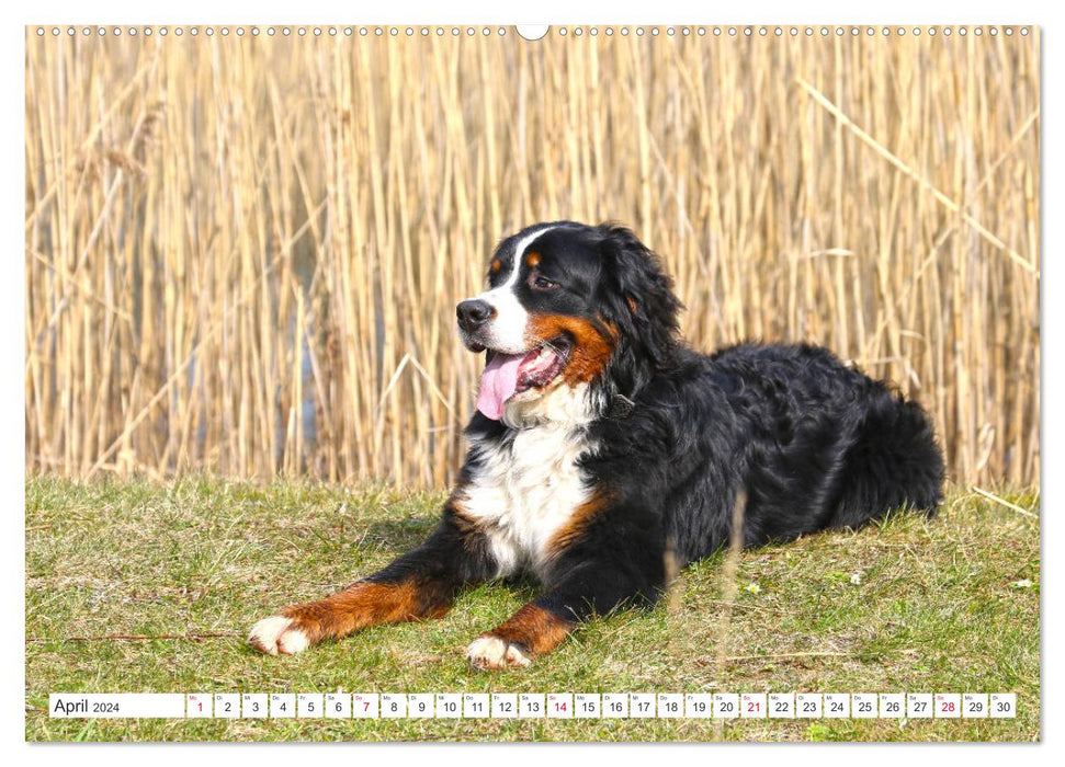 Berner Sennenhunde machen glücklich (CALVENDO Premium Wandkalender 2024)