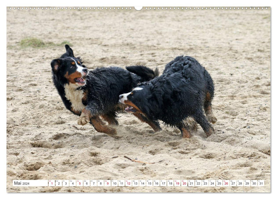 Berner Sennenhunde machen glücklich (CALVENDO Premium Wandkalender 2024)