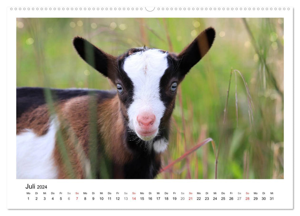 Wer zickt denn da? - Zicklein-Edition (CALVENDO Premium Wandkalender 2024)