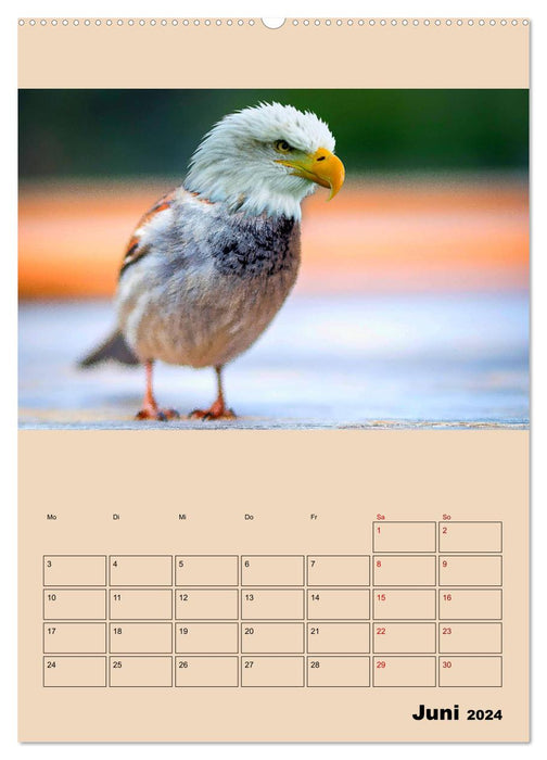 Strange animals - something is wrong... (CALVENDO Premium Wall Calendar 2024) 