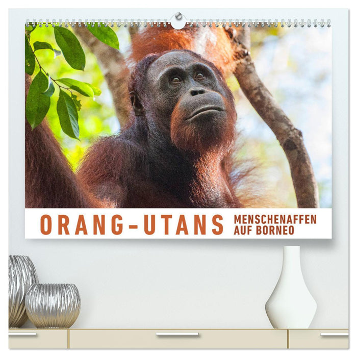 Orang-Utans Menschenaffen auf Borneo (CALVENDO Premium Wandkalender 2024)