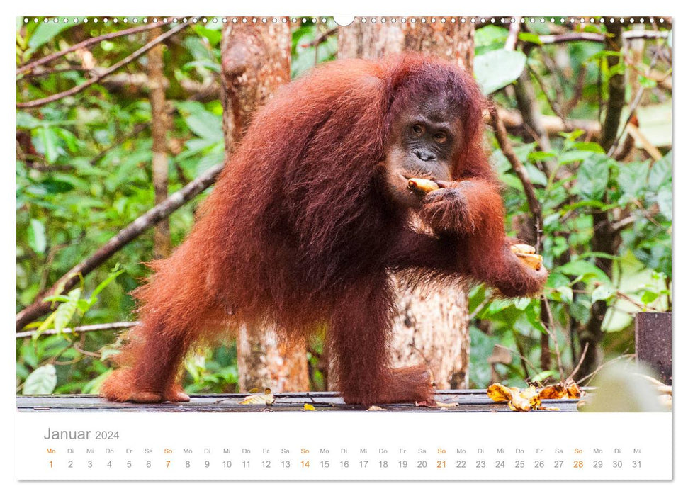 Orang-Utans Menschenaffen auf Borneo (CALVENDO Premium Wandkalender 2024)