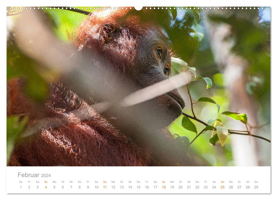 Orang-Utans Menschenaffen auf Borneo (CALVENDO Premium Wandkalender 2024)