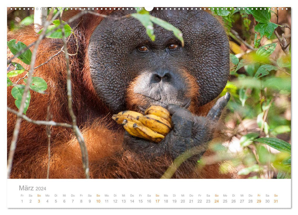 Orang-Utans Menschenaffen auf Borneo (CALVENDO Premium Wandkalender 2024)