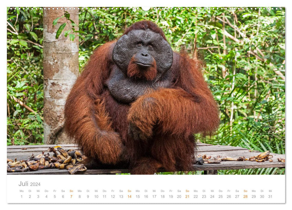 Orang-Utans Menschenaffen auf Borneo (CALVENDO Premium Wandkalender 2024)