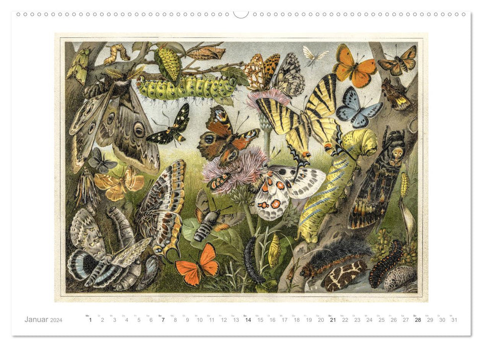 Colorful fauna. Fish, birds, butterflies in graphics from the 19th century (CALVENDO Premium Wall Calendar 2024) 