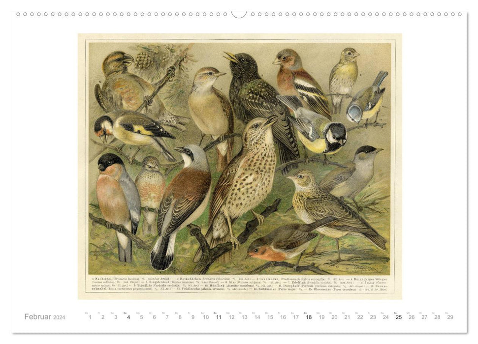 Colorful fauna. Fish, birds, butterflies in graphics from the 19th century (CALVENDO Premium Wall Calendar 2024) 