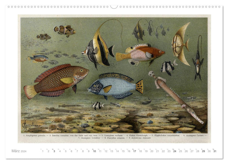 Colorful fauna. Fish, birds, butterflies in graphics from the 19th century (CALVENDO Premium Wall Calendar 2024) 