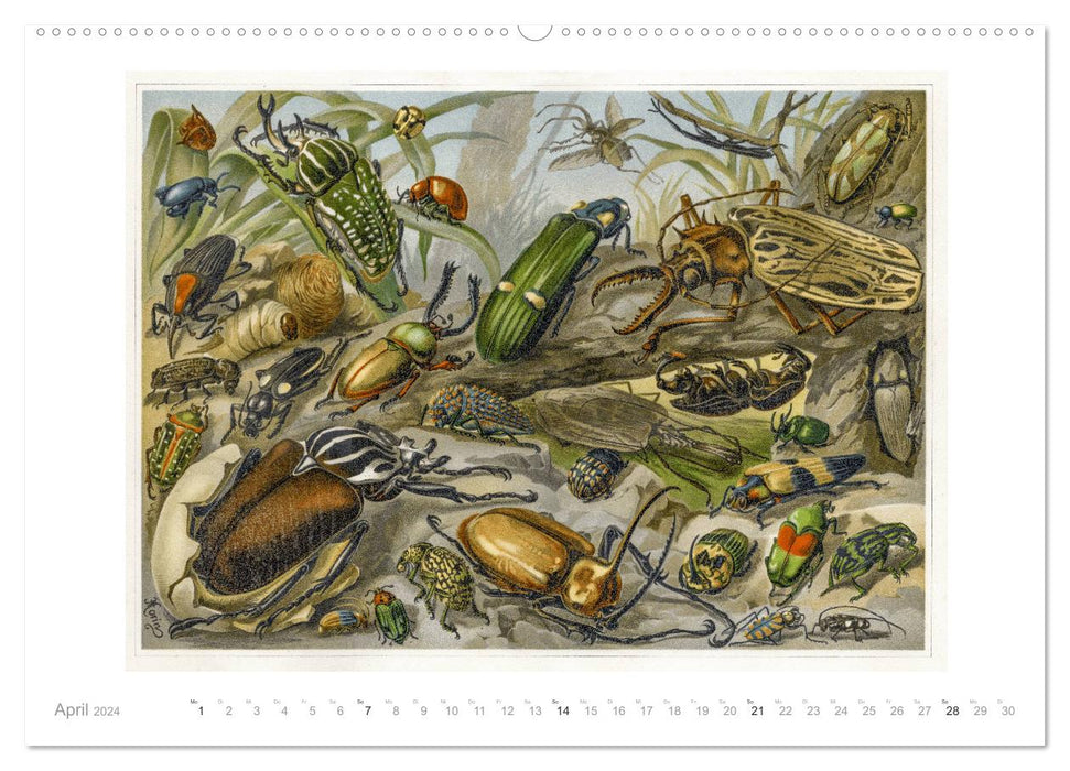 Colorful fauna. Fish, birds, butterflies in graphics from the 19th century (CALVENDO Premium Wall Calendar 2024) 