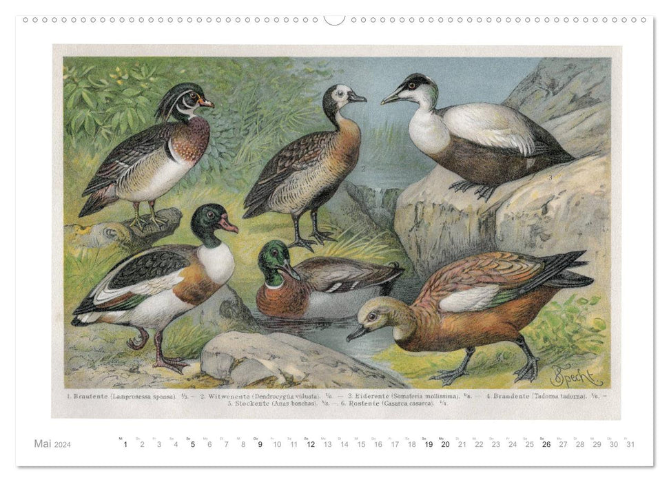 Colorful fauna. Fish, birds, butterflies in graphics from the 19th century (CALVENDO Premium Wall Calendar 2024) 