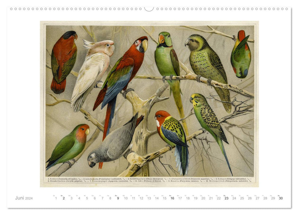 Colorful fauna. Fish, birds, butterflies in graphics from the 19th century (CALVENDO Premium Wall Calendar 2024) 